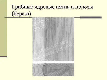 Видимый порок