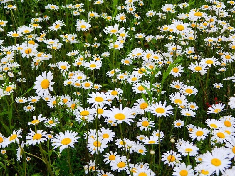 Ромашки на поляне песня. Ромашковое поле псков. Ромашки на поляне песня. Ромашковая русь. Ромашка кв.