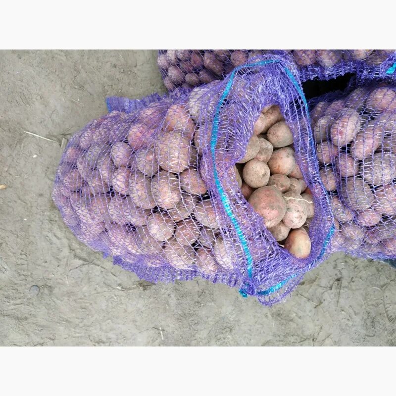 Семенной картофель в новгороде. Сорт картофеля журавинка. сорт журавинка. картофель журавинка. картофель журавинка фото.