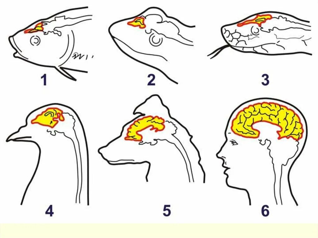 Эволюция головного мозга позвоночных. Строение головного мозга позвоночных. Эволюция нервной системы позвоночных. Мозг животных.
