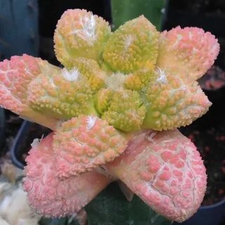 Pink selection