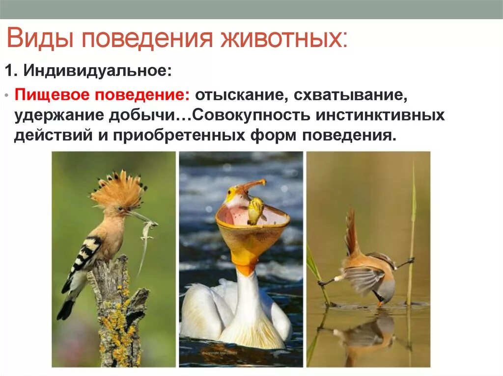 Примеры форм поведения животных