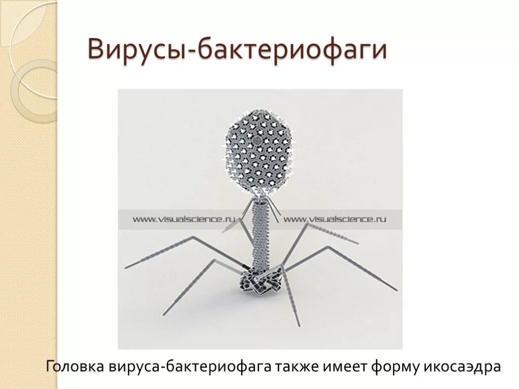 Бактериофаг функции. Бактериофаг икосаэдр. бактериофаг многогранник. бактериофаг рисунок. головка вируса бактериофага.