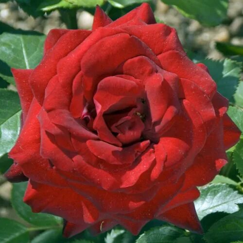 Rosa (Роза) Paolo Pejrone C5. Барни