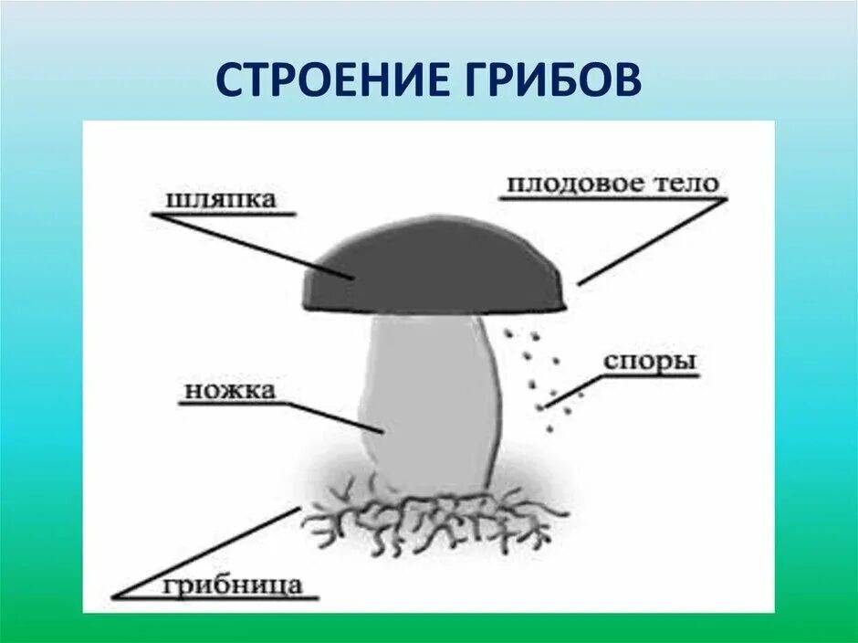 Главная часть любого гриба. Шляпочный гриб рисунок. Строение шляпочного гриба рисунок. Строение гриба с грибницей. Строение грибов 6 класс.