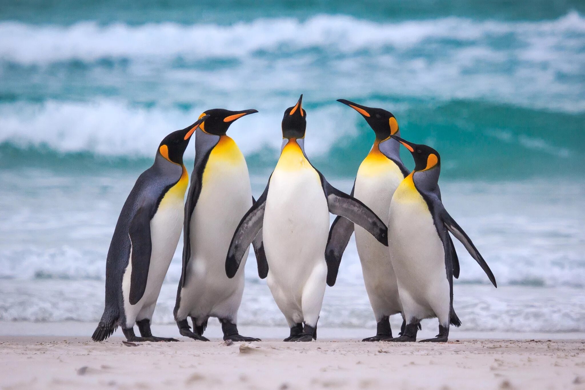 Penguin bird
