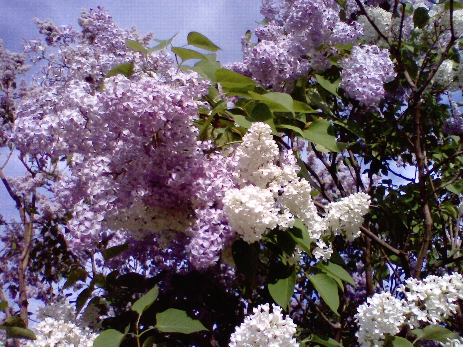 сирень цветёт в мае. цветение сирени. когда распускается сирень. расцвела сирень. когда распускается сирень.