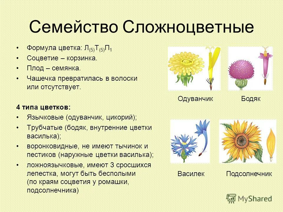 Багульник жизненная форма тип соцветия