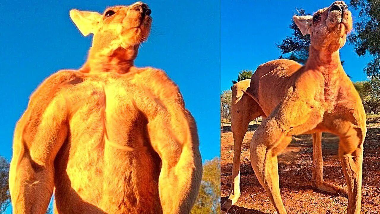 Самый накаченный кенгуру в мире Роджер. Кенгуру бодибилдер Роджер. Накаченный кенгуру в Австралии. Какая сильный зверь