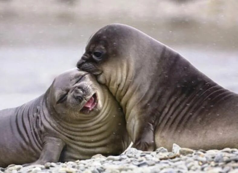 Два тюленя. Тюлень обнимает. Влюбленные тюлени. Нерпы обнимаются. Спаривание морских