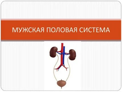Мочевыделительная система урок