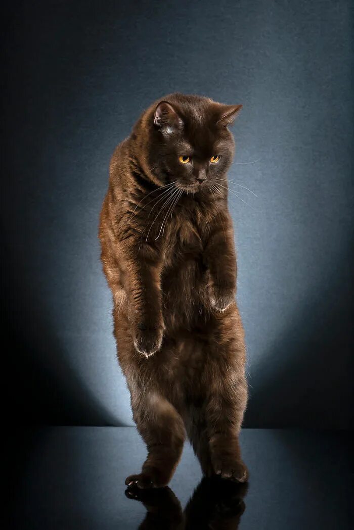 Кот стоит. Кошка в полный рост. котик на задних лапках. котики стоящие на задних лапках. коты стоят на задних лапах.