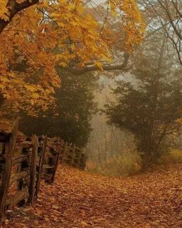 Ve fall
