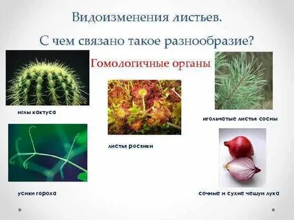 Видоизмененные в колючки листья
