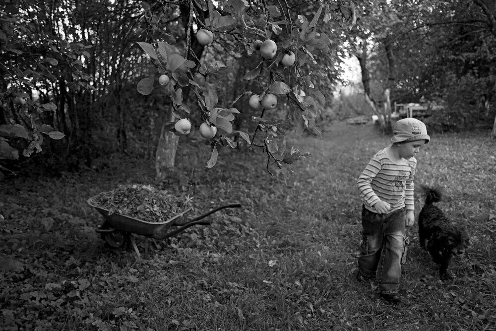 Яблоневый сад. Ворует яблоки. Дети воруют яблоки фото. Дом сад с яблоками и мальчишки.