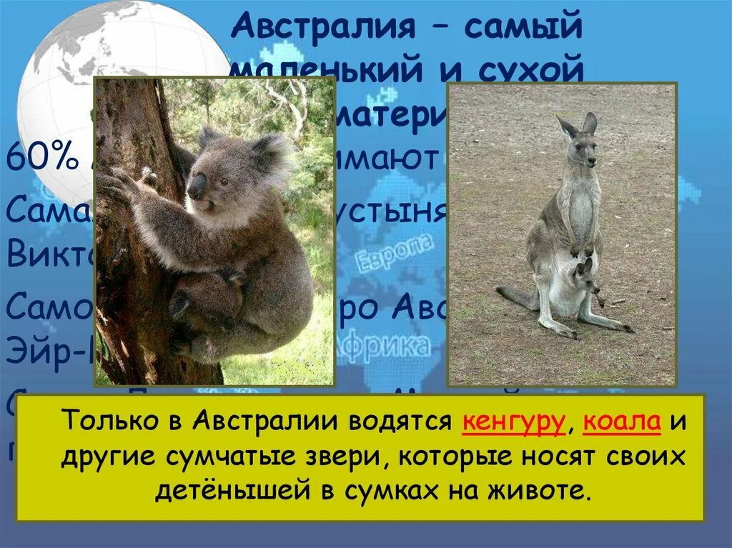 Где обитают коалы на каком материке. Австралии водятся кенгуру. австралия кенгуру и коала. в австралии водятся коалы. где обитают коалы и кенгуру.