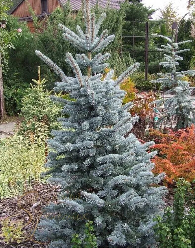 Ель колючая Ольденбург. Ель - Picea pungens 'Oldenburg'. Ель колючая (Picea pungens Oldenburg). Ель колючая Ольденбург голубая. Ель колючая picea pungens