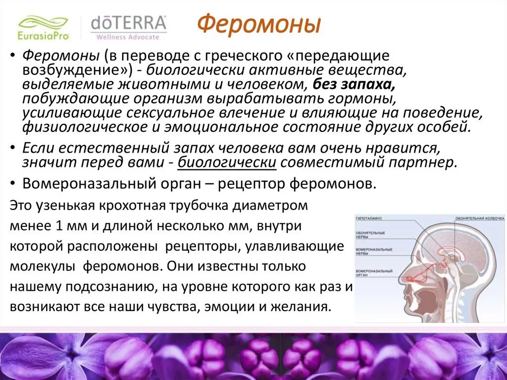 классификация феромонов. феромоны это простыми словами. ира соболева иркутск. человеческие феромоны. лучший запах манга.