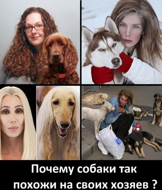 Ненавижу собак. Собаки которые ненавидят все.