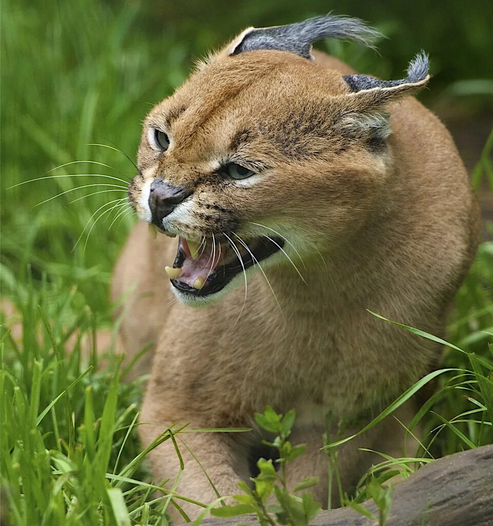 Кошачие
