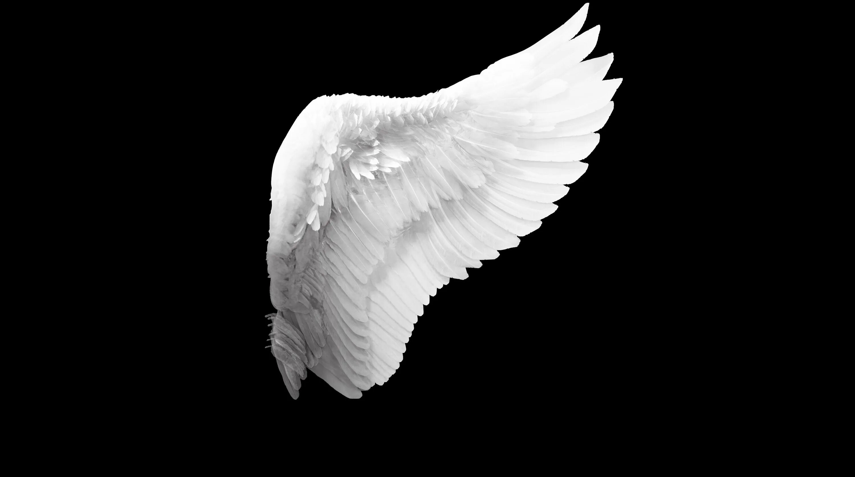 Крылья ангела. Ангельские Крылья на черном фоне. Ангел с крыльями. Белые Крылья. Крылья на черном фоне