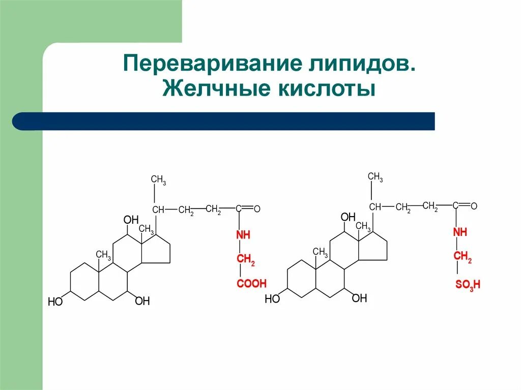 Липиды желчных кислот. Первичные конъюгированные желчные кислоты. Парные (конъюгированные) жёлчные кислоты. Какова химическая структура желчных кислот?. Роль желчных кислот в переваривании и всасывании липидов.