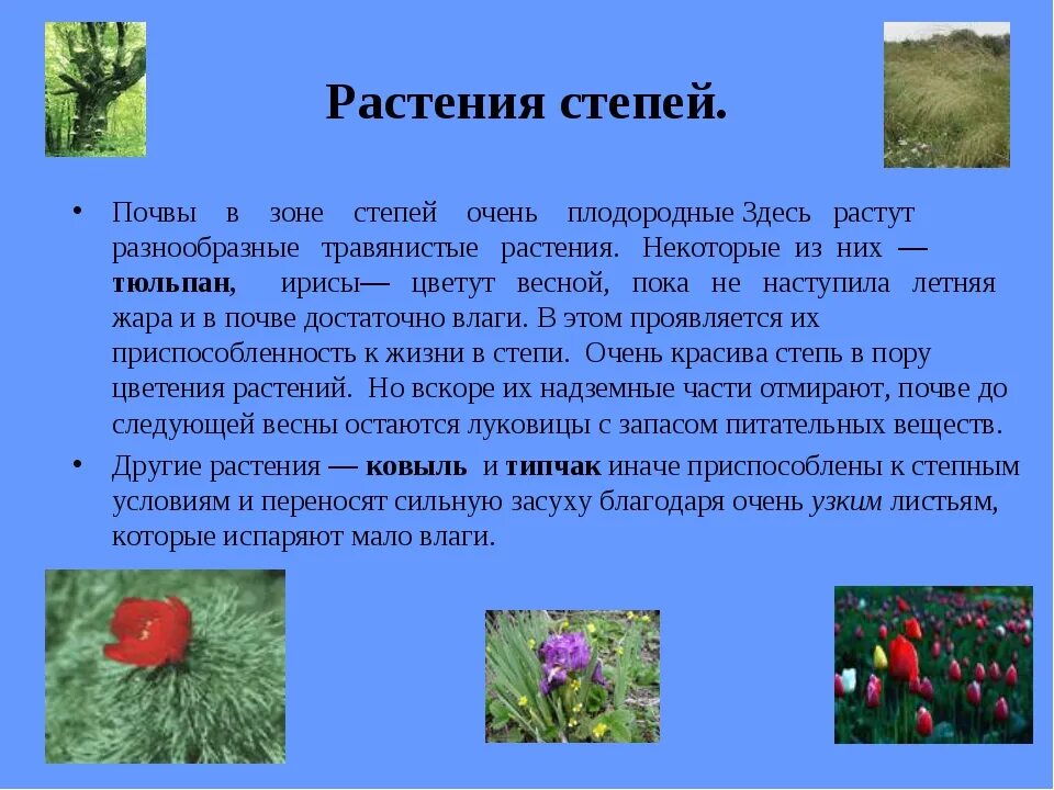 Какие травы в степи. Растения степей России 8 класс. Растительный мир степи в России 4 класс. Растительность зоны степей. Растения растущие в степи.