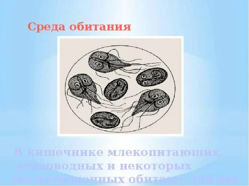 Гиардия лямблия. Лямблии это простейшие. Простейшие паразиты лямблии. Профилактика болезни лямблии. Лямблия возбудитель заболевания.