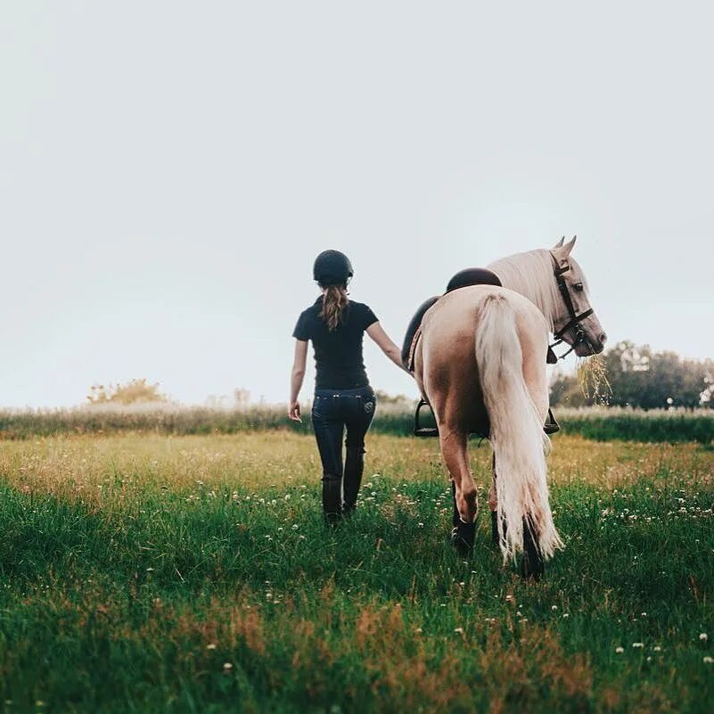 Конь друг человека. Абтенайская лошадь. Лошадь друг человека. Лошади дружат.