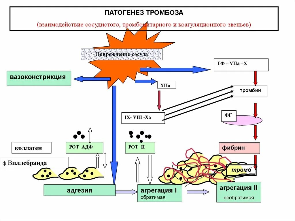 Механизм развития тромбоза патофизиология. Патогенез образования тромба. Тромбоз патогенез схема. Патогенез тромбоза патофизиология. Механизмы тромбов