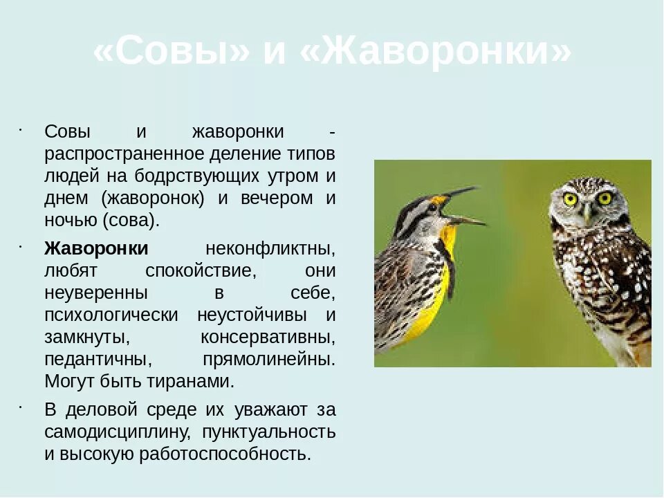Как определить сов вид. Биоритмы совы жаворонки голуби. люди совы и жаворонки характеристики. совы жаворонки типы людей. хронотип сова характеристика.