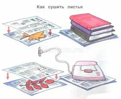 Как правильно засушить листья