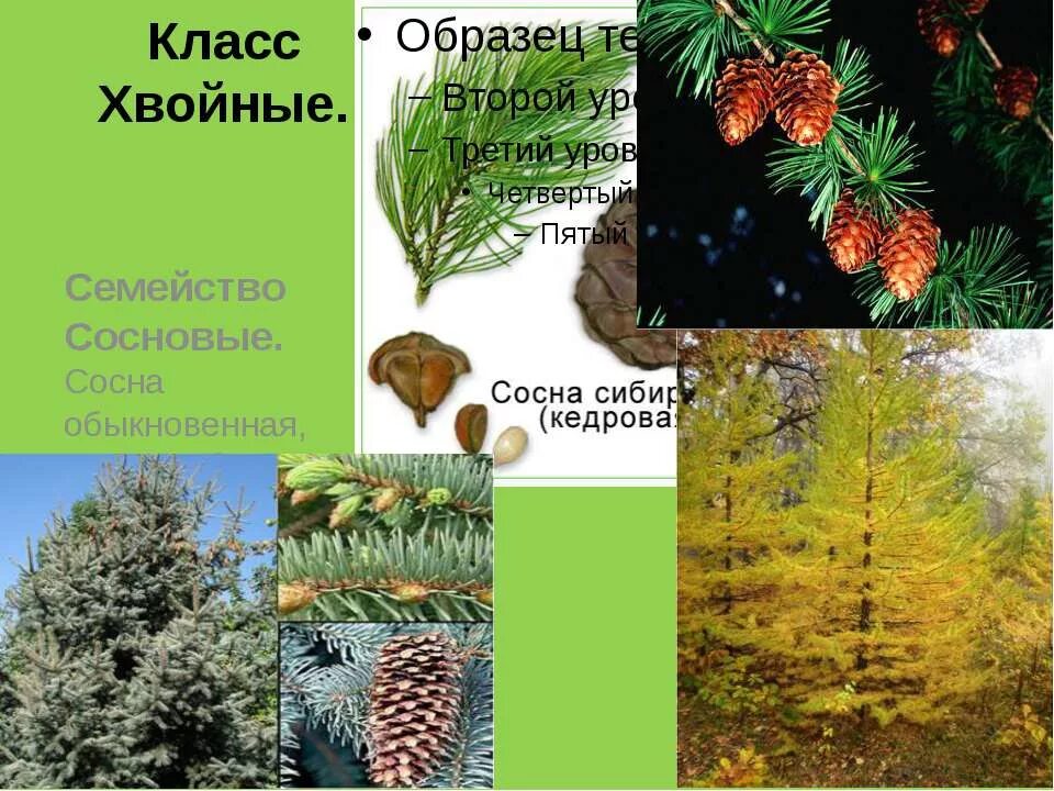 голосеменные ель и сосна. хвойные деревья сосна ель лиственница. голосеменные пихта. к голосеменным растениям относятся пихта. к голосеменным растениям относятся пихта.