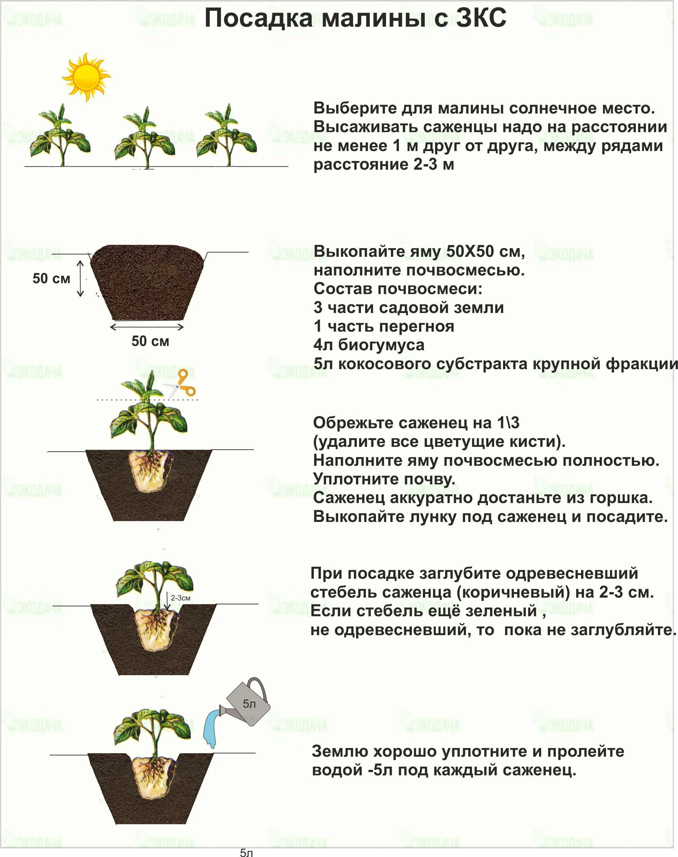 На какую глубину сажают рассаду