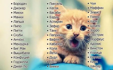 имена для котиков: 2 тыс изображений найдено в Яндекс Картинках