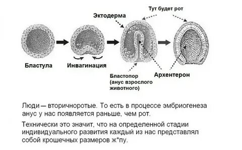 Первичный рот зародыша
