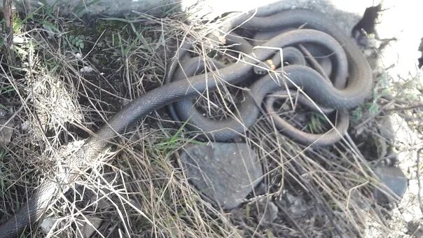 В Кировской области от укусов змей пострадали два человека - ГТРК Вятка новости 