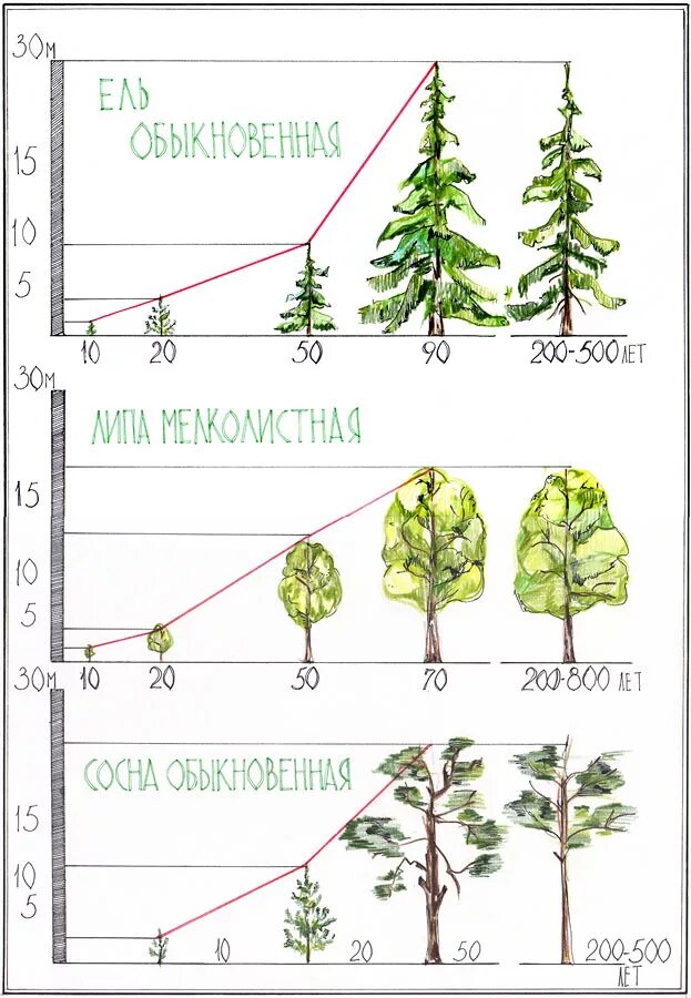 Высота деревьев по годам