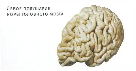 Пола мозга