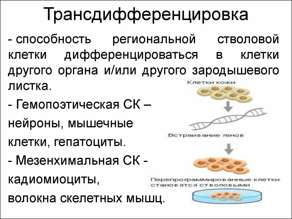 4 дифференцировка клеток. Трансдифференцировка стволовых клеток это. процесс дифференцировки клеток. дифференцирование стволовых клеток. гемопоэтическая стволовая клетка.