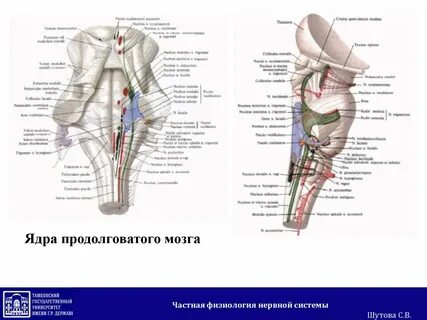 Какие ядра черепных нервов в продолговатом мозге