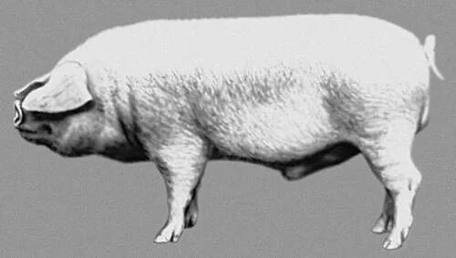 Ливенская свинья. Свинья Ливенская белая. Ливенская порода свиней. Ливенская порода поросят. Поросята Ливенская белая.