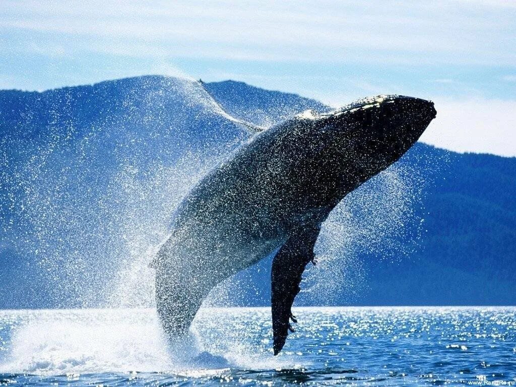 Кит самое большое млекопитающее. Голубой кит. Синий кит (голубой кит). Кит Горбач. Синий кит блювал.