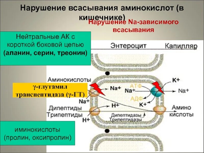 Наиболее интенсивное всасывание веществ происходит в. Всасывание аминокислот в кишечнике. Механизм всасывания аминокислот. Механизм всасывания аминокислот в кишечнике. Механизм всасывания аминокислот в тонком кишечнике..