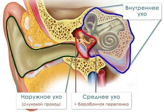 Воспаление внутреннего уха. Внутреннее ухо. Внутреннее ухо 8