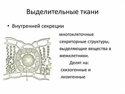 Выделительные ткани какие