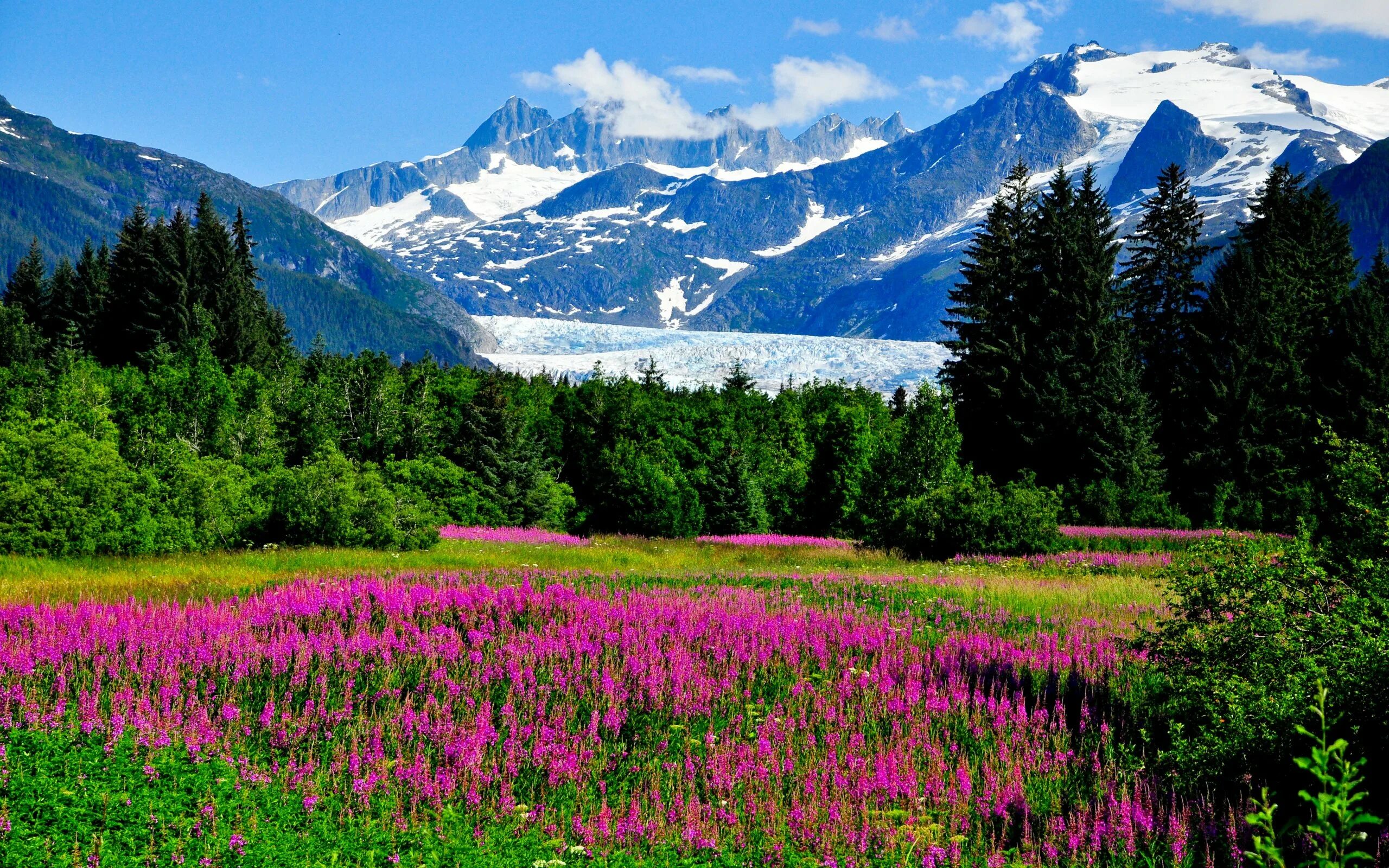 Flowers valley. Альпийские Луга новая Зеландия. Аляска национальный парк Чугач. Кордильеры Альпийские Луга. Национальный парк Аляска цветы.