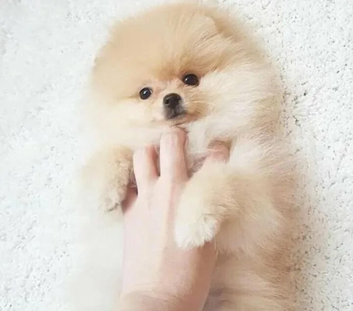 The Daily Pomeranian © on Instagram: "We bought some Christmas tree balls and I 