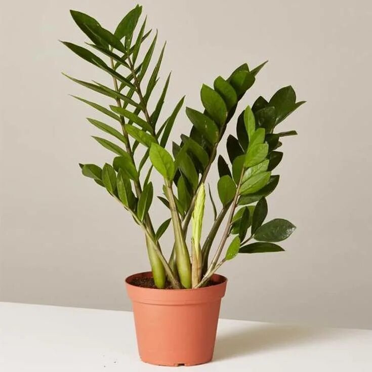 Как выбирать замиокулькас. Замиокулькас цветок фото. zamioculcas долларовое дерево. картинки цветов земиакулькоса.