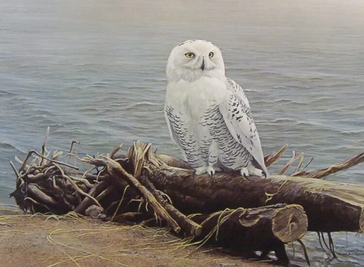 Сова на заливе. Robert Bateman Сова. Художник анималист Robert Bateman.